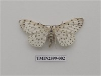 藏品(尺蛾112)的圖片